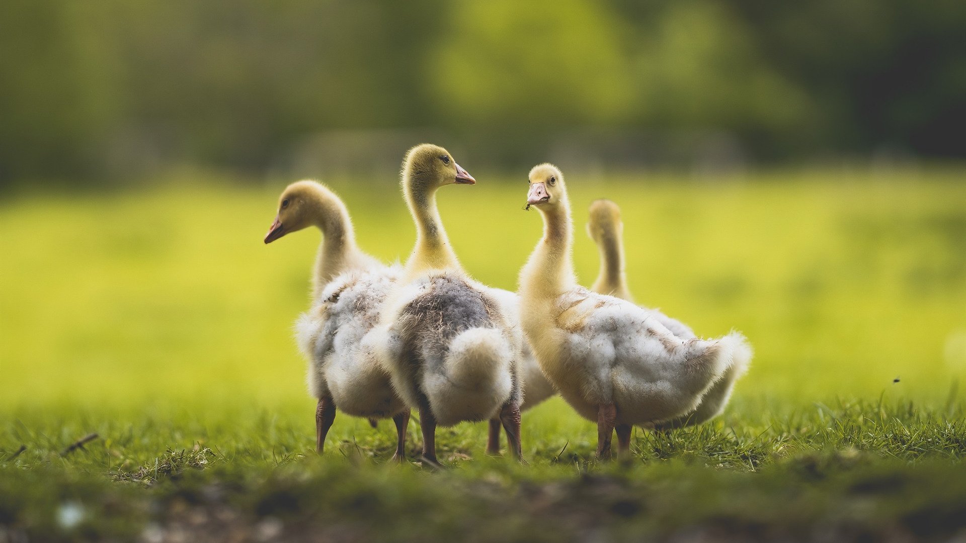 总决赛暗涌,沉默的猎手阿坎吉,如何用非典型杀伤改写比赛逻辑