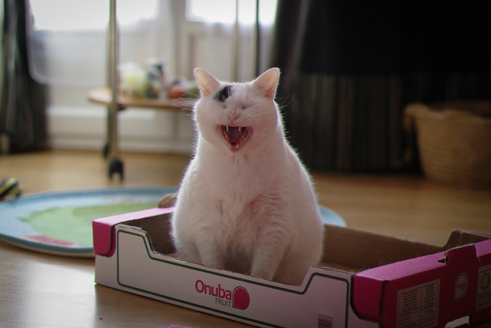 唯一性的双重奏,挪威终结国米与蒂亚戈东决封神