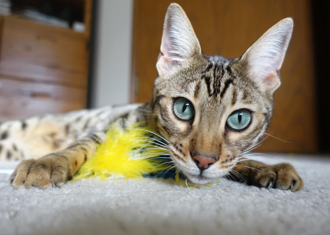 杜兰特，末节觉醒的巨人，亲手为广厦队摘下胜利