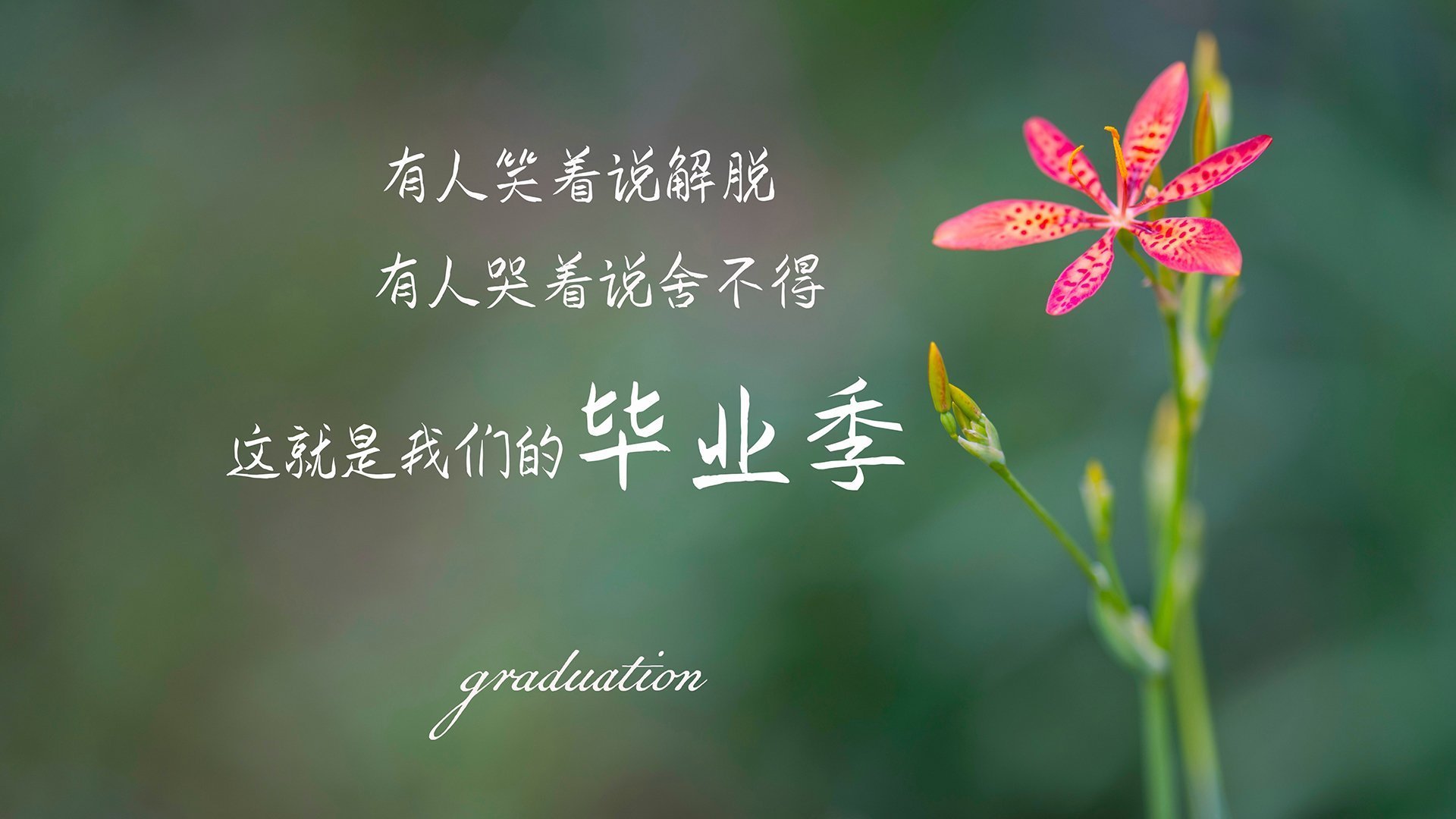 决胜局的奇迹与焦点之战的统治，阿尔及利亚与罗德里的辉煌时刻