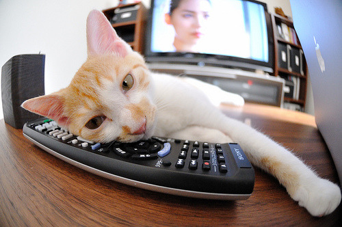 决胜局的奇迹与焦点之战的统治，阿尔及利亚与罗德里的辉煌时刻