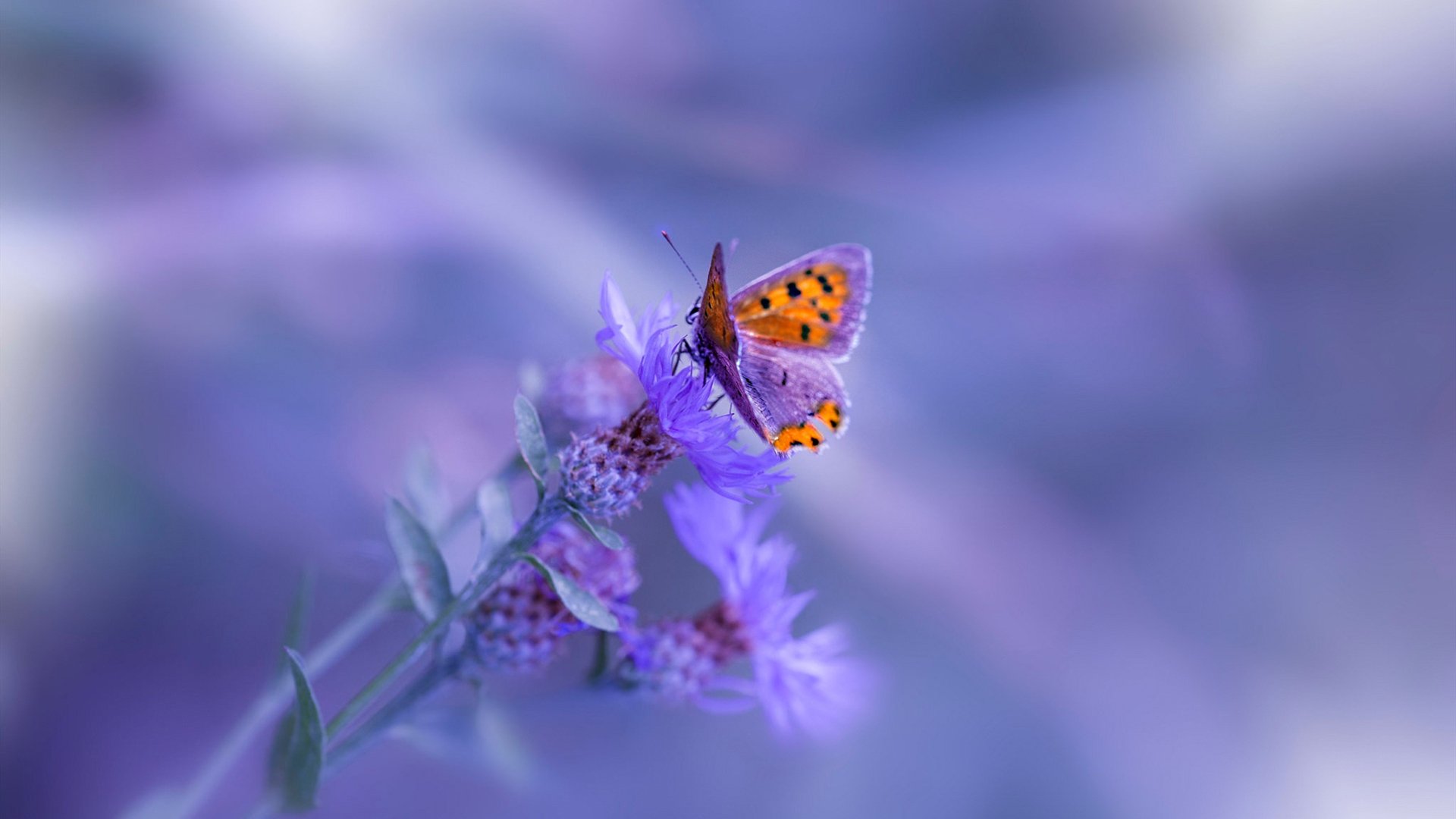 法比尼奥化身钢铁之锁，阿森纳友谊赛力擒玻利维亚国家队