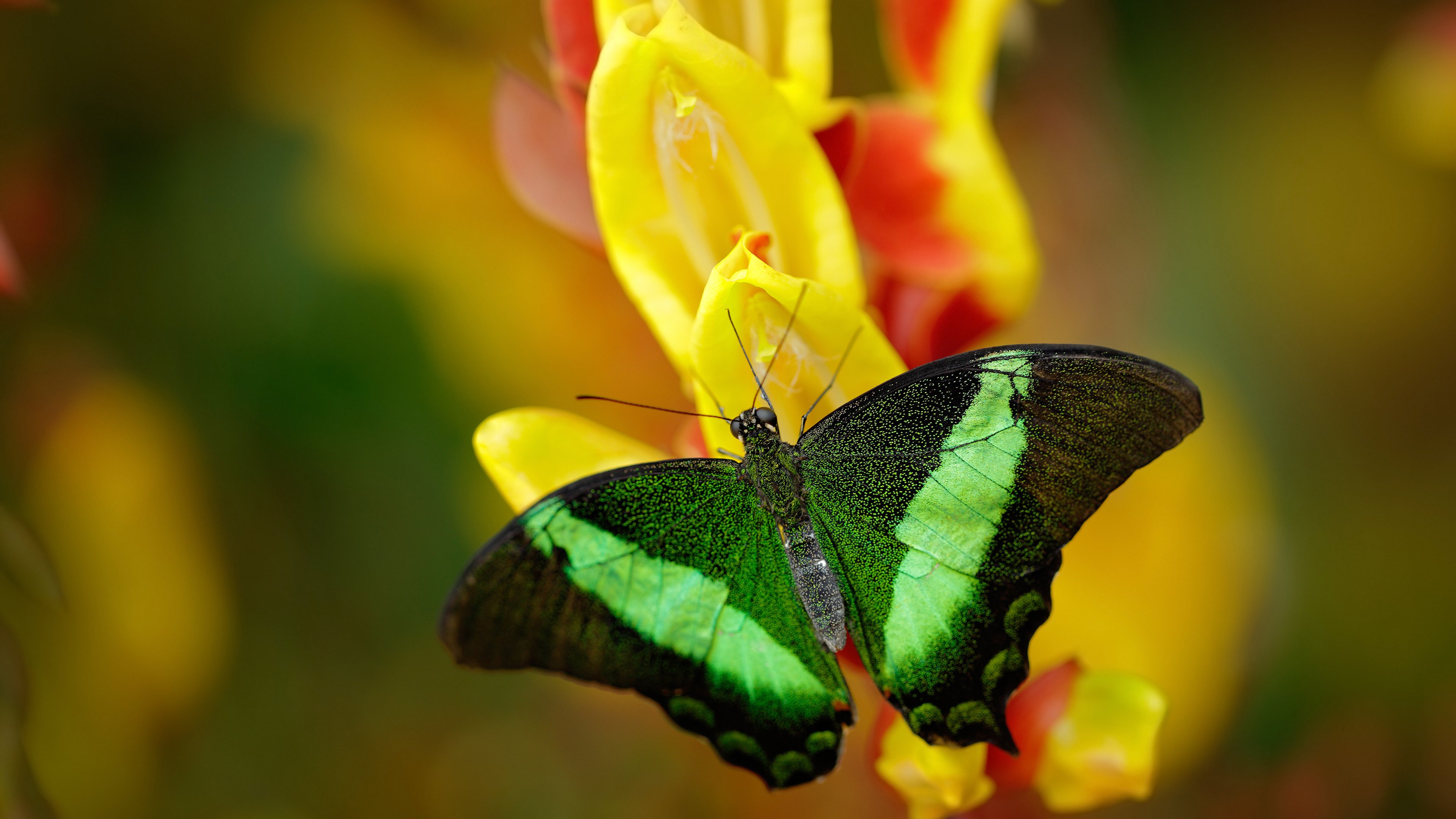 东方铁壁与费城浪潮的终极碰撞,团队篮球的史诗胜利