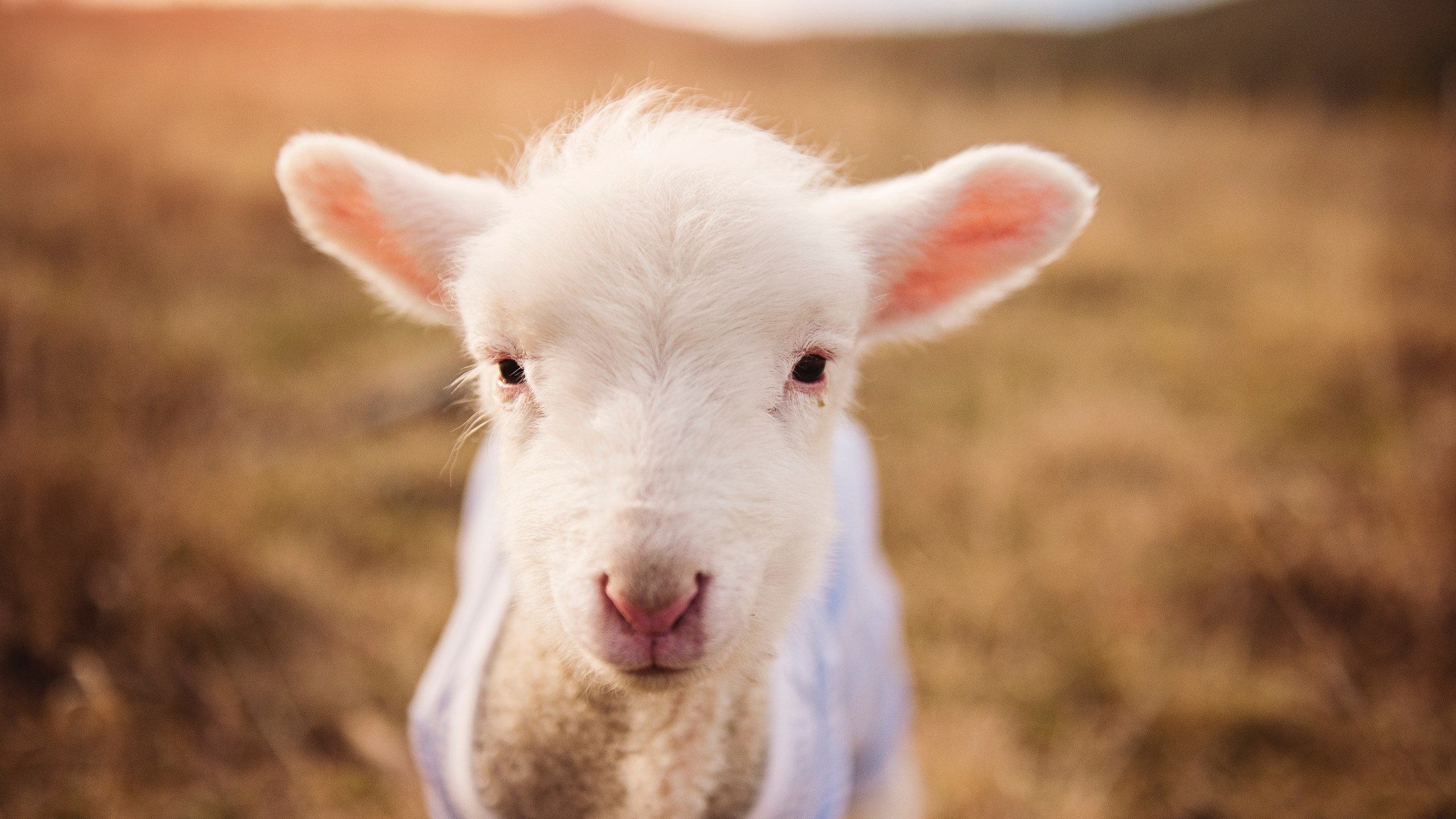 铁壁十字军，新西兰的零封艺术让乌拉圭巨星集体哑火
