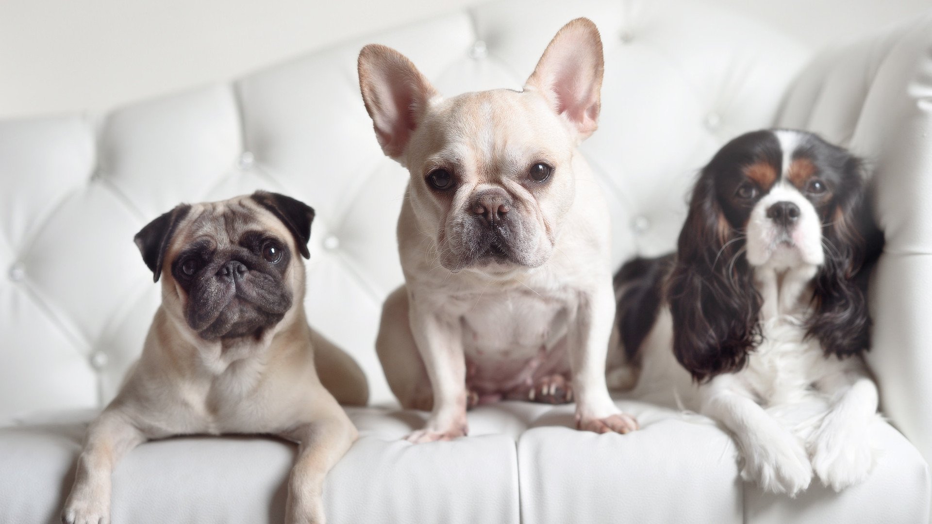 奥地利手术刀击溃曼联，卡马文加化身装甲手术刀